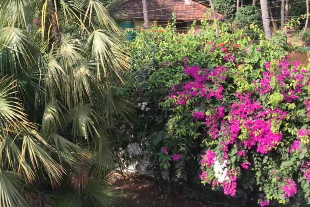 Betalbatim Apartment | 1BHK Luxury Homestay In Betalbatim South Goa 1km from the Beach