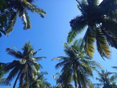 Sumbawa Barat House | A2 Coconut