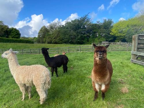 Tikitere Ski Chalet | Alpaca Haven Farm
