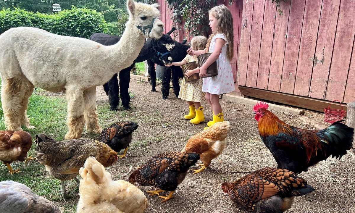Spotsylvania Bed & Breakfast | Alpaca Farm, Japanese Garden, Family Friendly 3-bedroom bed & breakfast
