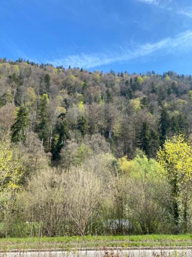 Unterreichenbach Apartment | Am Wald, Am Berg