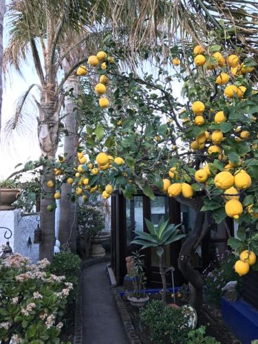 Stromboli Bed & Breakfast | Aquilone Residence
