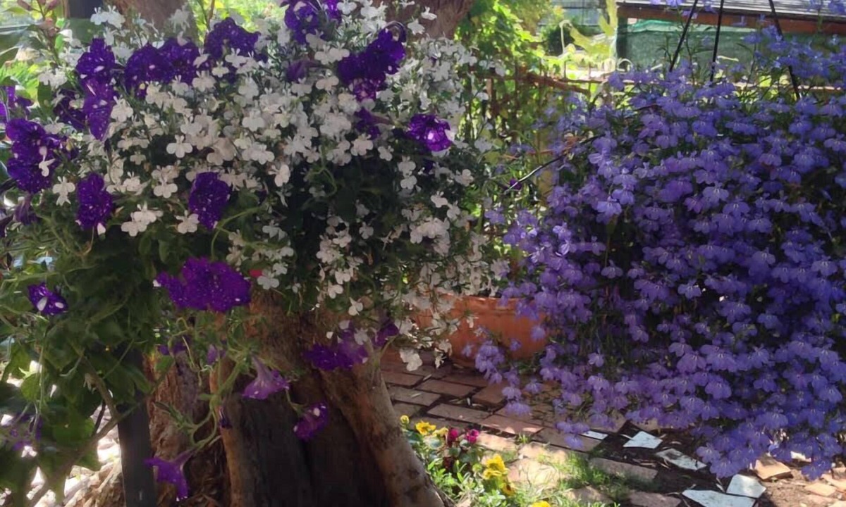 Castrovillari Bed & Breakfast | B&B Falcone