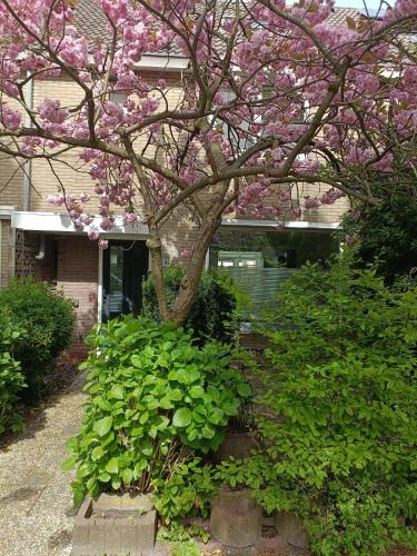 Zaandam Bed & Breakfast | B&B Het Heusje