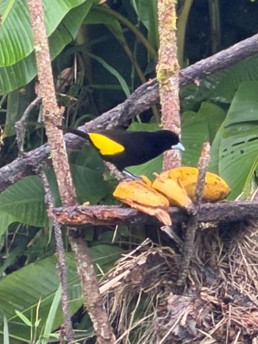 Dagua Apartment | balcon birds ecopolis