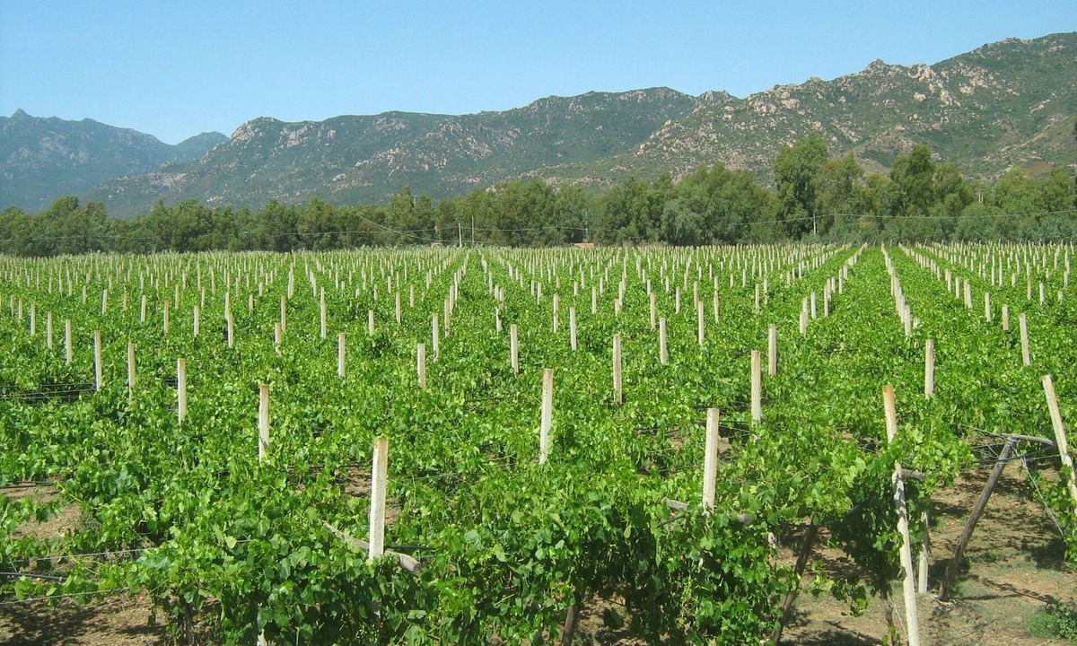 San Vito Apartment | Between vineyards and sea - Apartment in farmhouse