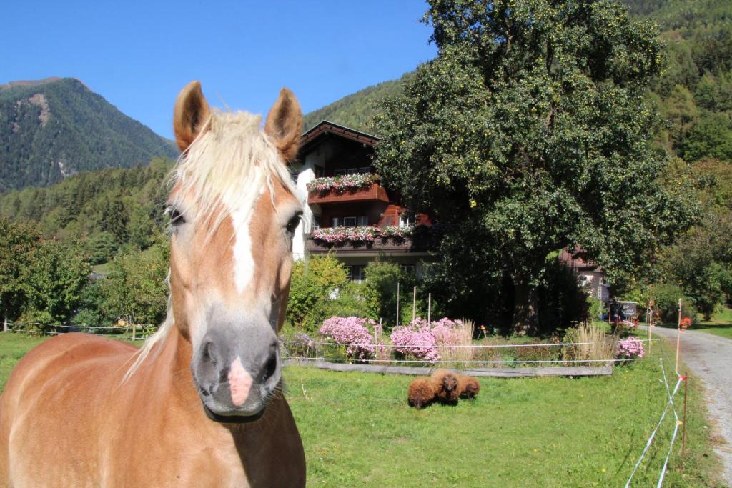 Obervellach House | Bio-Bauernhof Auernig