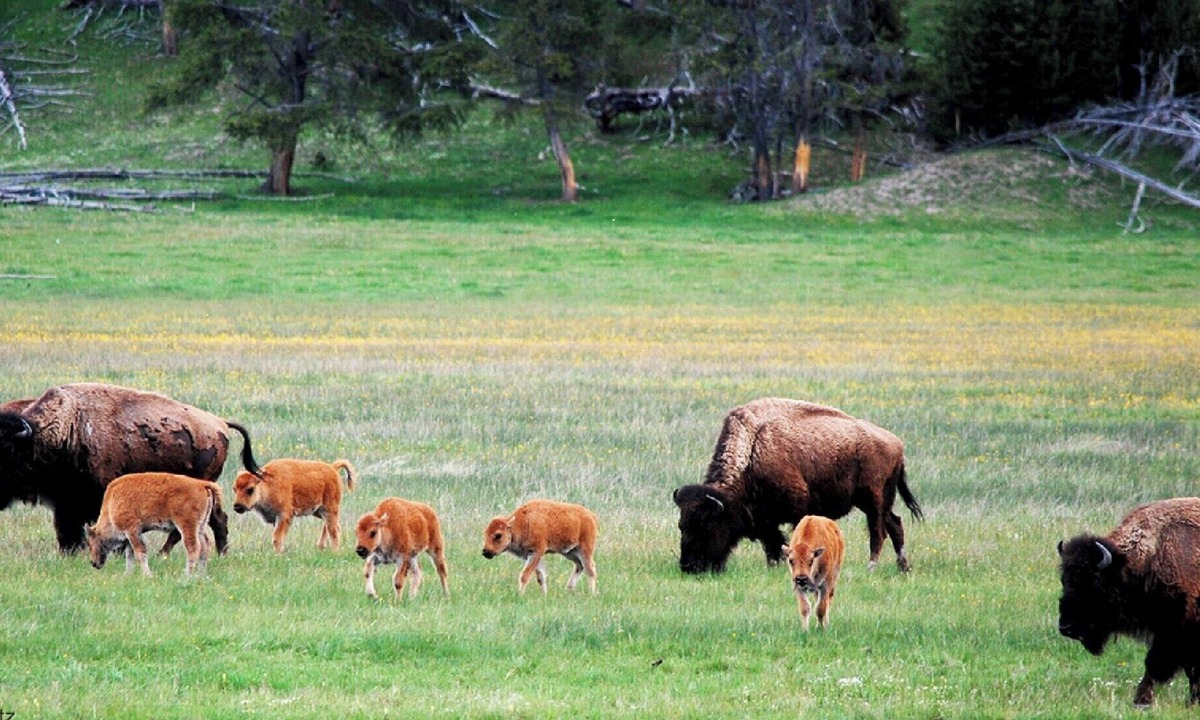 West Yellowstone Resort | BLOCK Yellowstone 2br Condo - Custom