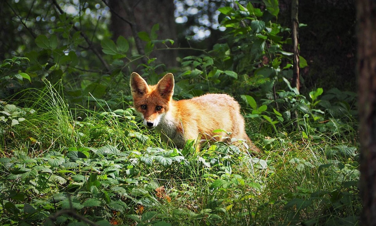 Thenay Ski Chalet | 🦊 Cabane du Renard