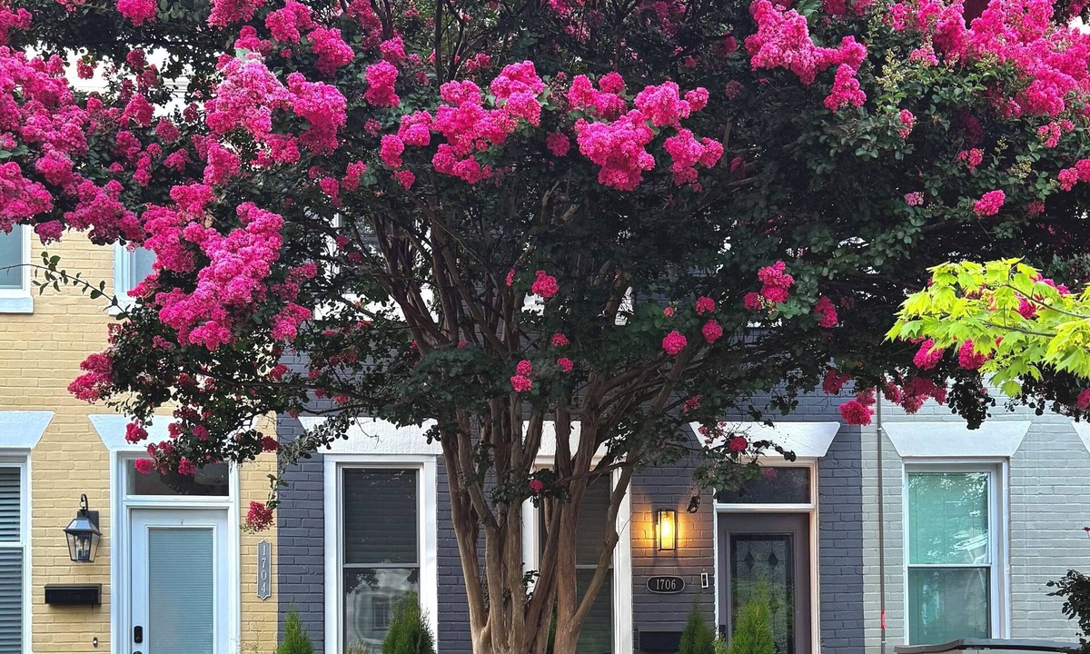 Hill East Bed & Breakfast | Capitol Hill B&B-Steps to Metro, Dining, & Museums