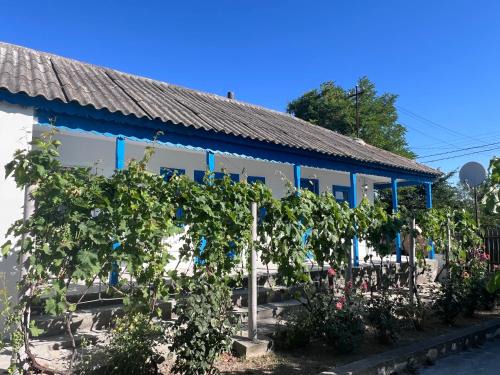 Mahmudia House | Casa Albastra