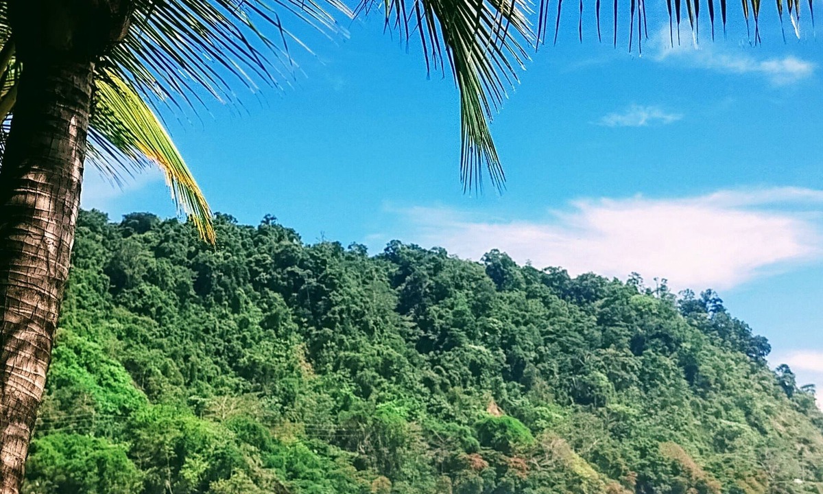 Jaco Hostel | Casa Jungla Hostel