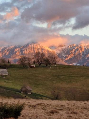 Sirnea Bed & Breakfast | Casuta de sub stele