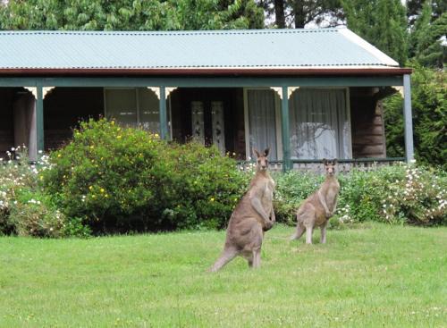 Mount Victoria Cabin | Cedar Lodge Cabins