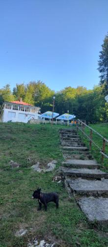 Bozovici Villa | cerbu
