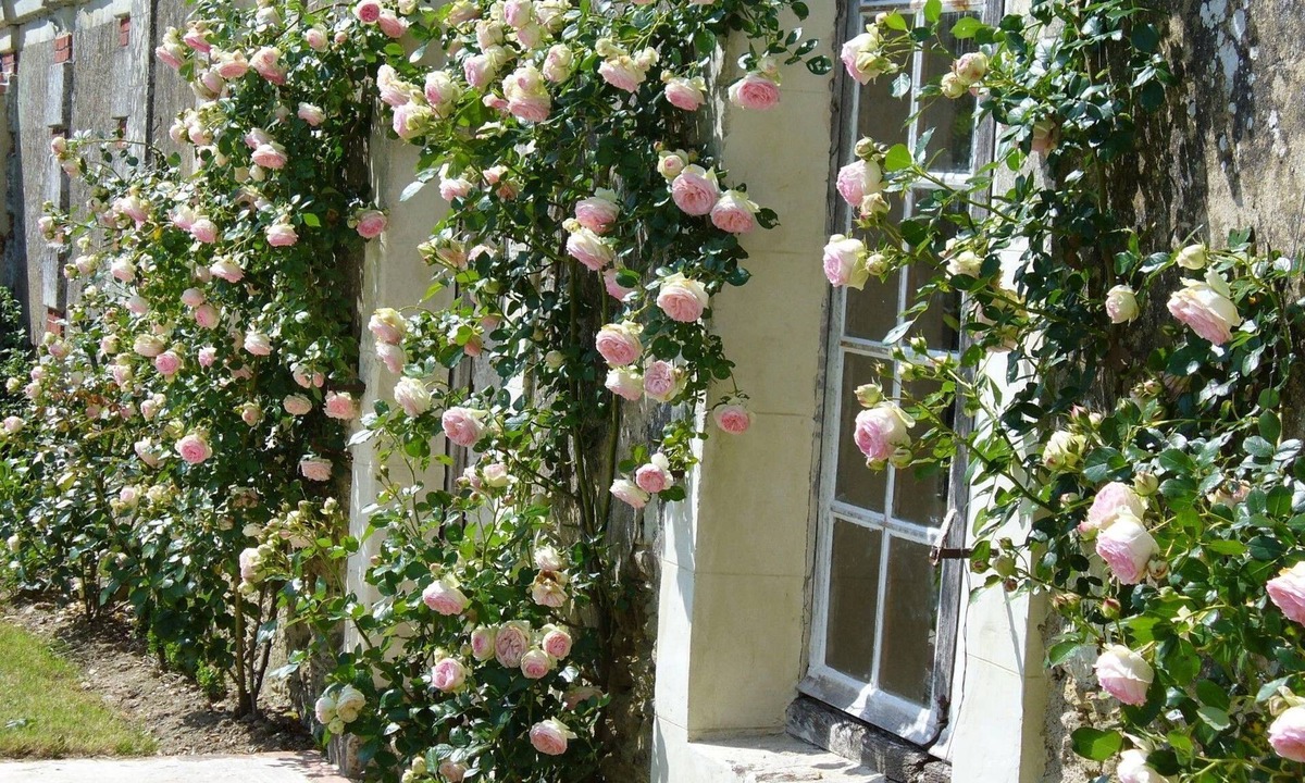 Daon Bed & Breakfast | Château des Lutz
