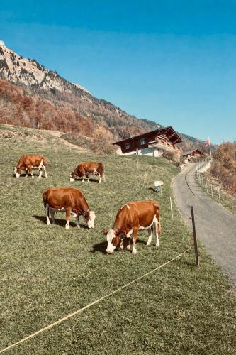 Niederried bei Interlaken Ski Chalet | Chalet Luna - Authentic Swiss Chalet by Lake Brienz