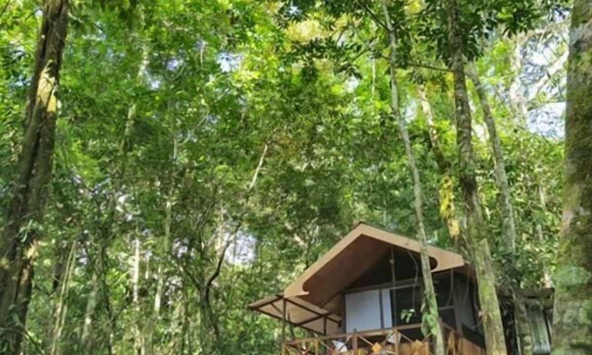 Ballena Hotel | Cool Waters Jungle Villas