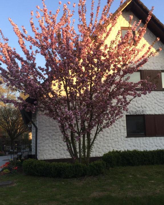 Mosbach Apartment | Die Kirsche