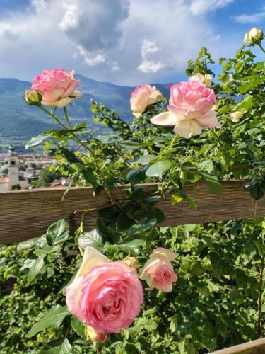 Rovereto Bed & Breakfast | DOLCE DORMIRE