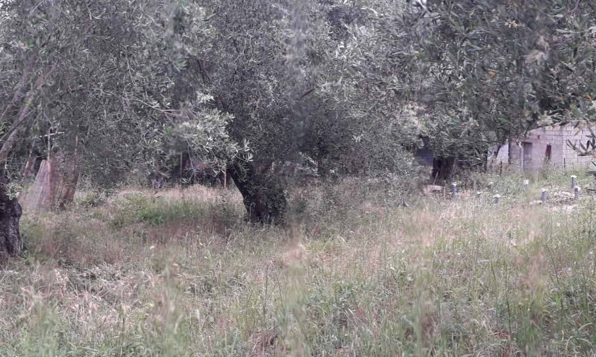 Petaleia Villa | Eco-Friendly Orchard House in Corfu: Wellness Retreat Near Beaches