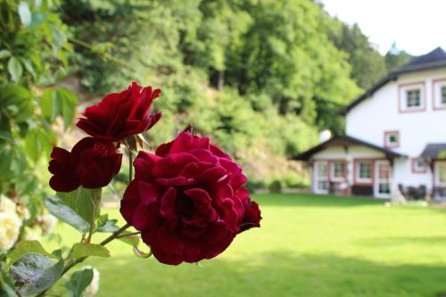 Musch Bed & Breakfast | Eifel-Quartiere "Pension Müscher Bahnhof"