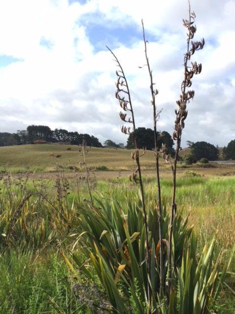 Raglan Bed & Breakfast | Entabeni
