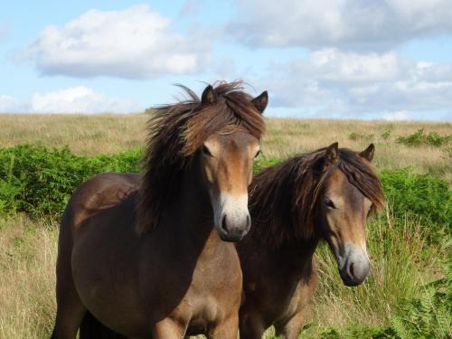 Withypool Bed & Breakfast | Exmoor BnB in Withypool in the heart of the moor