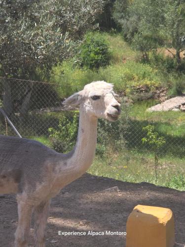 Montoro House | Experience Alpacas in Andalucia