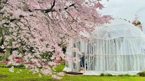 Tamahere Other | Flowerhaven - glamping dome