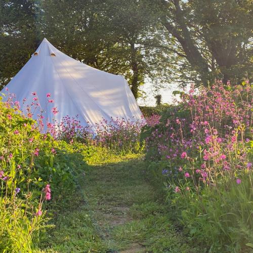 Marazion Other | Foxglove Field Glamping