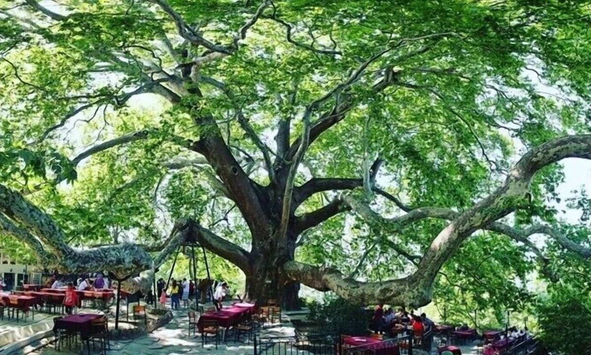 Osmangazi Hotel | Güner City Hotel
