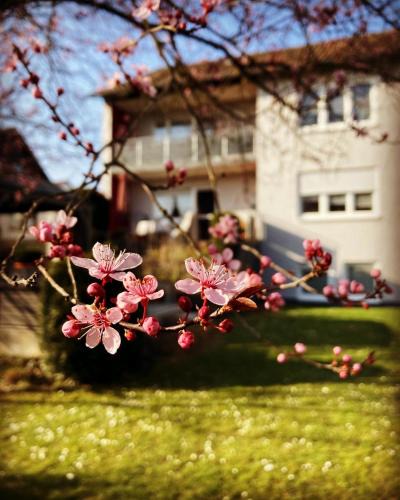 Uettingen Apartment | Gemütliche Ferienwohnung im Aalbachtal - Uettingen bei Würzburg - Parkplatz und Wallbox
