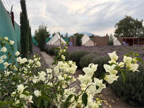 Texcoco de Mora Other | Glamping Rincón de Lavanda