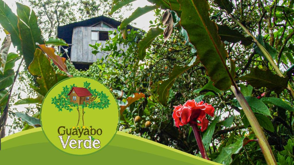 Pacto Other | Guayabo Verde