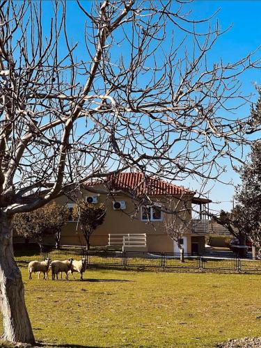 Sipiada Villa | Hercules casa