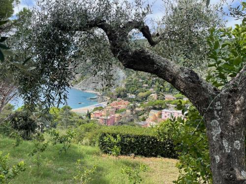 Cinque Terre Apartment | Historical Villa The Birdhouse - Garden Views