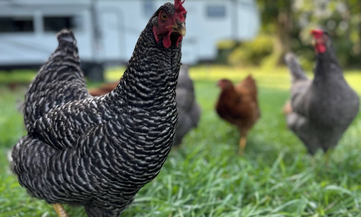 Abbottstown House | Horn and Thistle Farm - Camper/RV in Abbottstown, Pennsylvania, United States