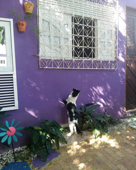 Ponta Negra Hostel | Hostel Margo House