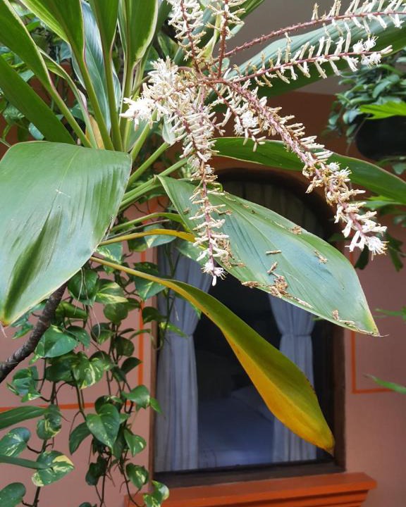 Coatepec Hotel | Hotel Posada San Jerónimo