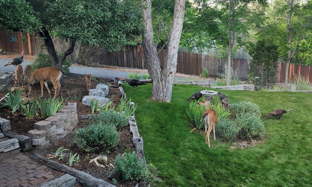 Yreka House | I-5 adjacent Bigfoot-themed Home