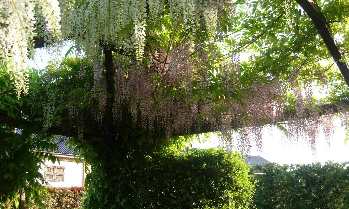 Castello d'Agogna Bed & Breakfast | Il Pioppo e la Fonte