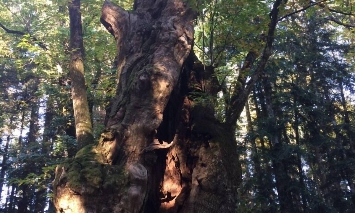 Stia House | In the shadow of the chestnut trees of the Casentino