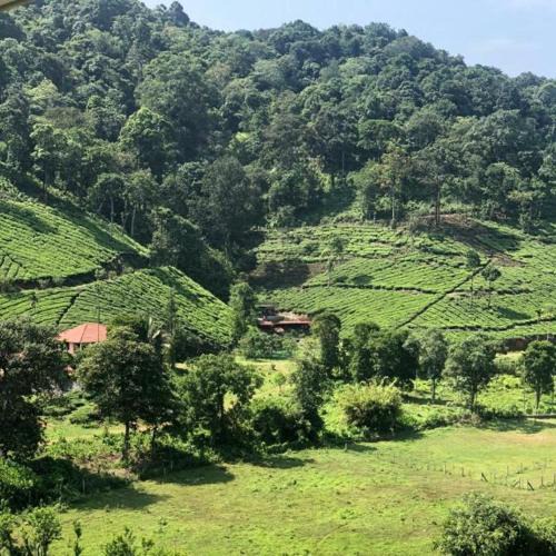 Vythiri House | Janiro Tea Trees Villas