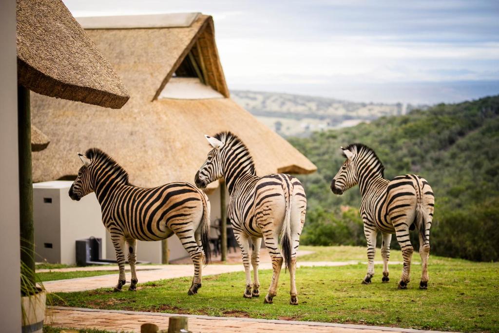 Thornhill Bed & Breakfast | Jbay Zebra Lodge