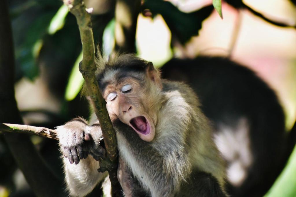 Kumily House | Jungleview Home Stay