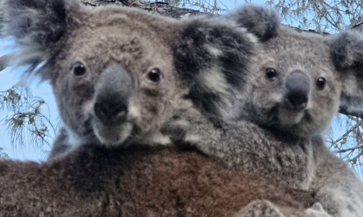 Point Lookout Apartment | Koala Corner. Comfy one bedroom studio set in landscaped gardens.