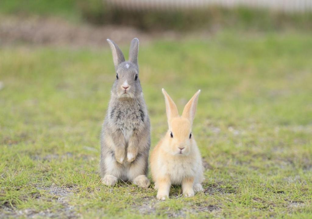 Okunoshima Island Hotel | Kyukamura Ohkunoshima