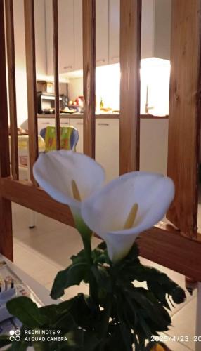 Riva Ligure Apartment | L'angolo