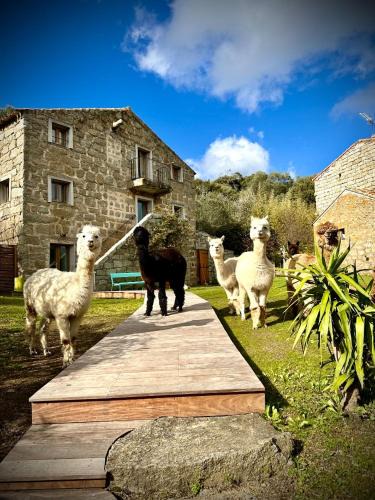 Figari Hotel | Les Bergeries de Figari